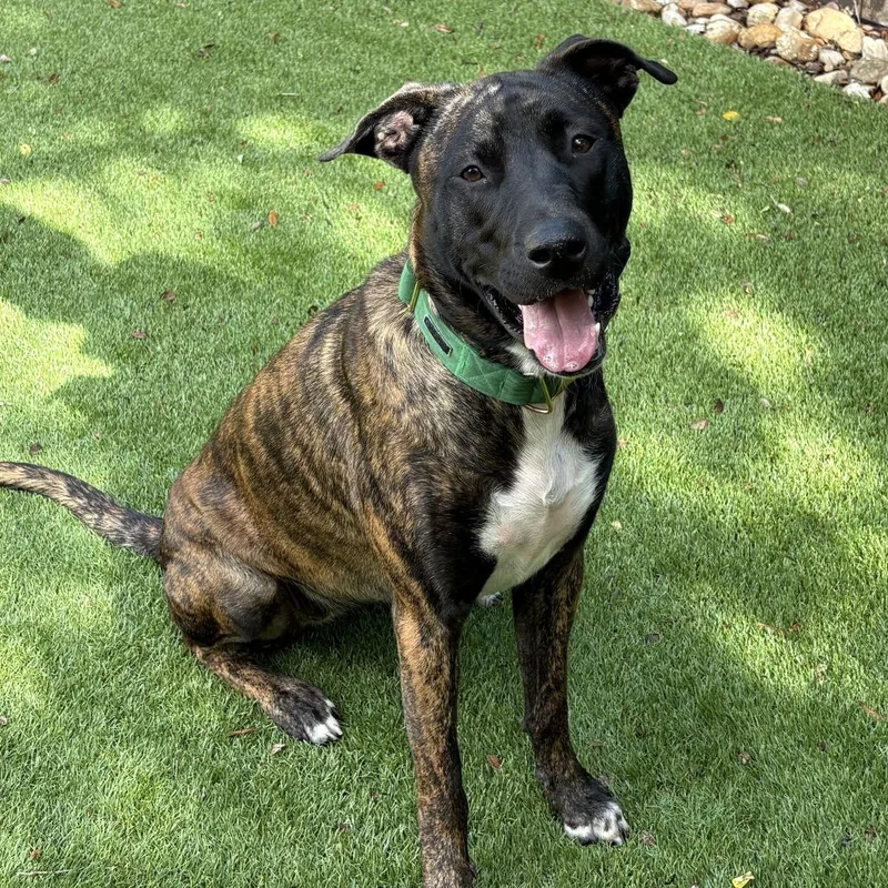 An adult large-sized female Belgian Shepherd / Malinois dog named Purple for adoption in Austin, TX