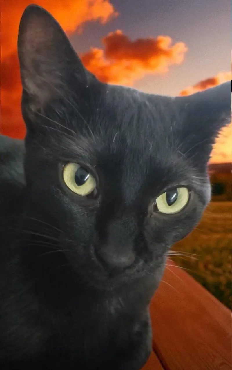 Maya  Bonded with thumbnail 2
