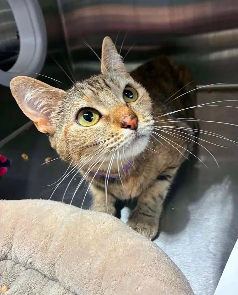 A young medium-sized female Domestic Medium Hair cat named Gwendolyn for adoption in Maryville, TN