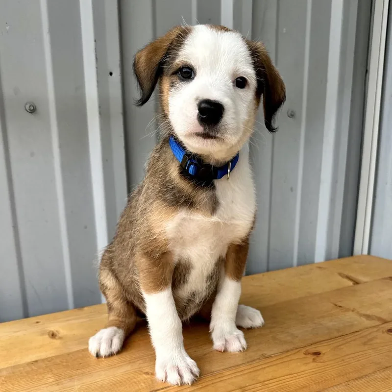 A baby small-sized female Yellow / Tan / Blond / Fawn German Shepherd Dog dog named Raisinet PR for adoption in Union, MO