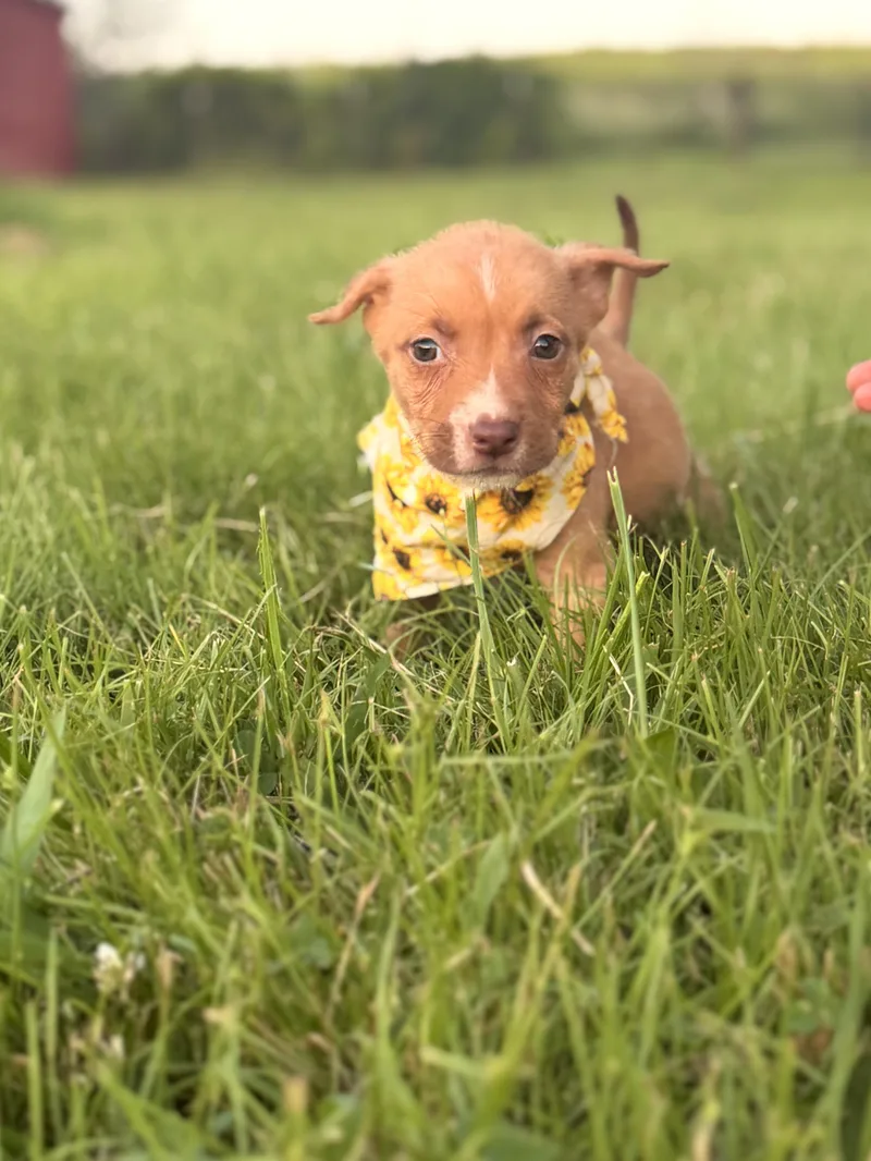 A baby small-sized female Brown / Chocolate Mixed Breed dog named Maeve for adoption in Gradyville, KY
