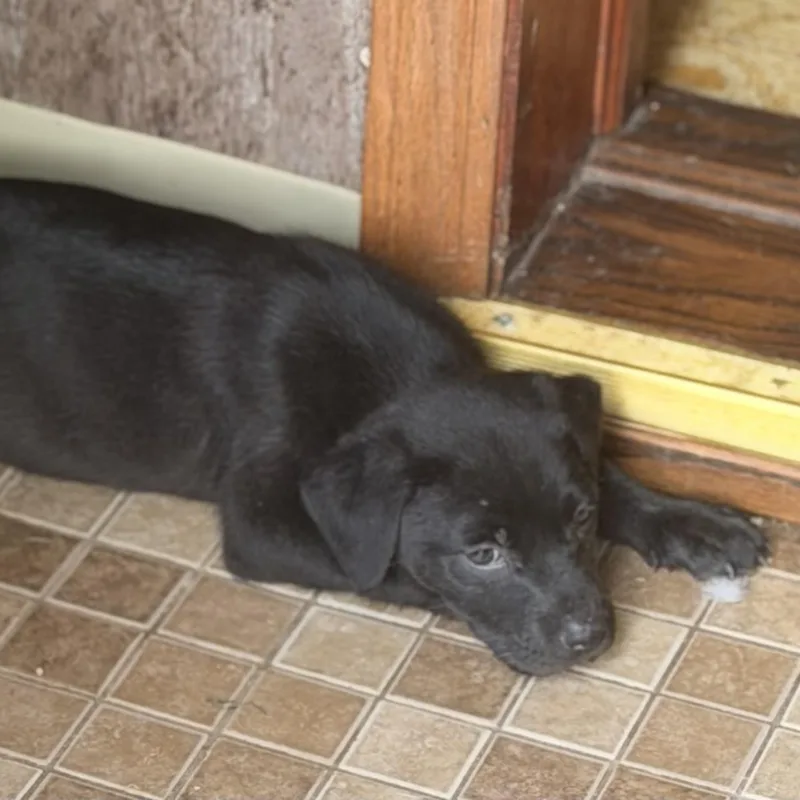 A baby medium-sized male Black Pit Bull Terrier dog named Hank for adoption in Wilmington, IL