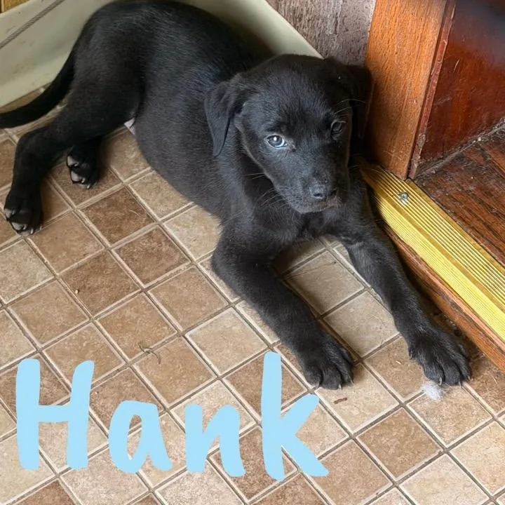 Hank thumbnail 2
