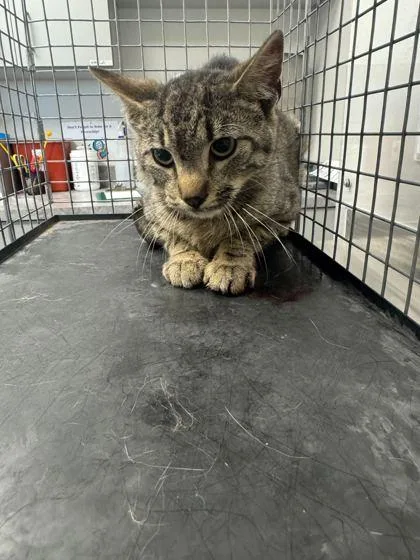 An adult medium-sized male Domestic Short Hair cat named Sniffer for adoption in Sevierville, TN
