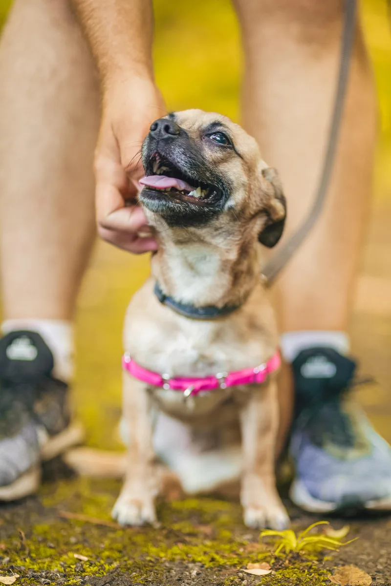 A young small-sized female Chihuahua dog named Snookie for adoption in Knoxville, TN