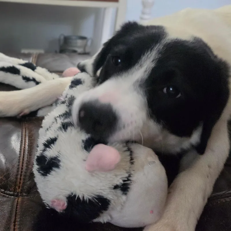 Dottie thumbnail 2