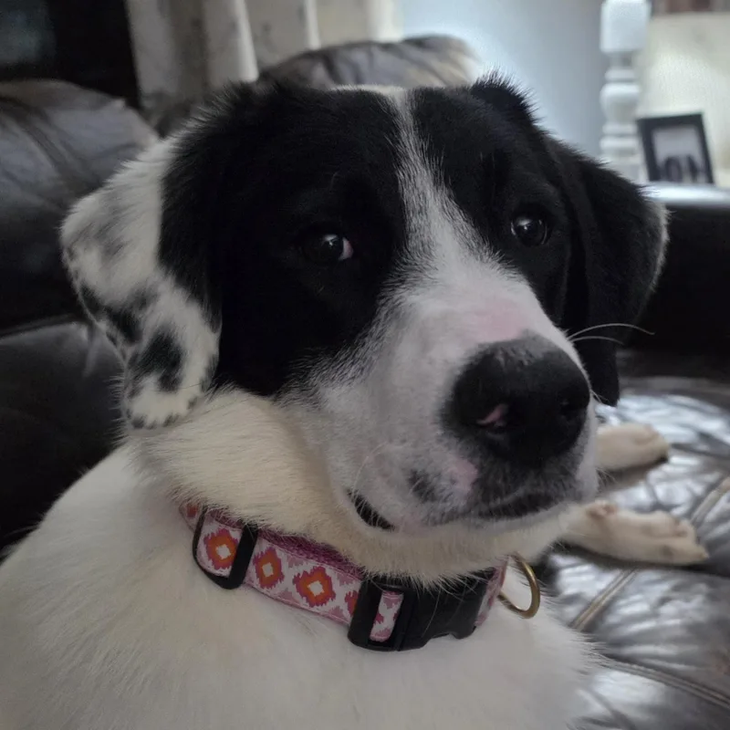 Dottie thumbnail 4