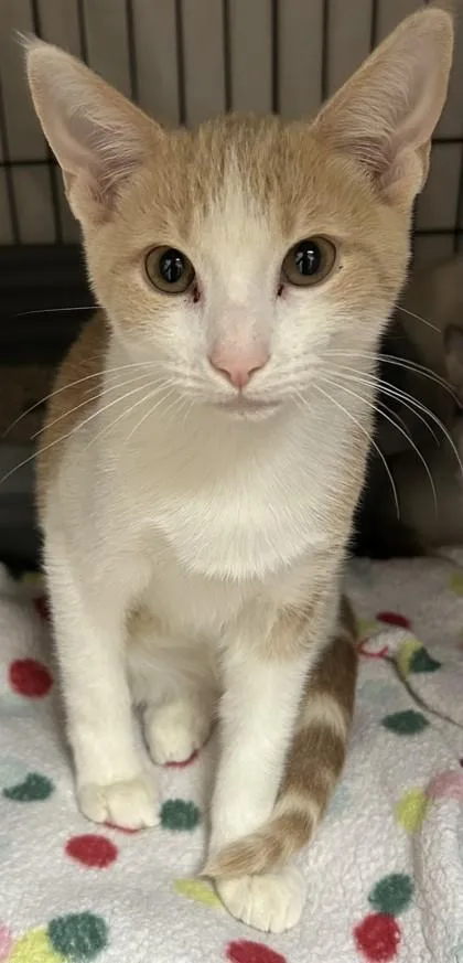 An adult small-sized male Domestic Short Hair cat named Flip for adoption in Phoenix, AZ