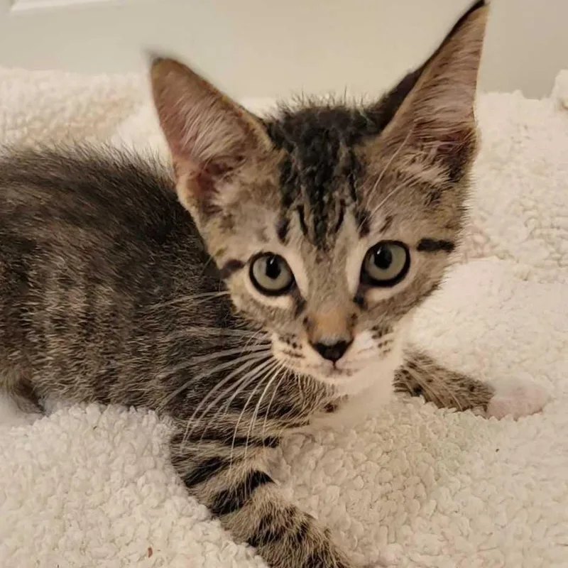 A baby small-sized female Brown / Chocolate Domestic Short Hair cat named Lady Sif for adoption in Buffalo, MN