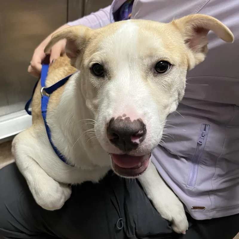 A young large-sized male Yellow / Tan / Blond / Fawn Mixed Breed dog named Hansel for adoption in Palm Springs, CA