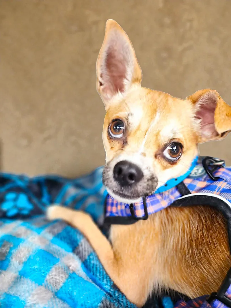 A baby small-sized male Yellow / Tan / Blond / Fawn Chihuahua dog named Dudley for adoption in Memphis, TN