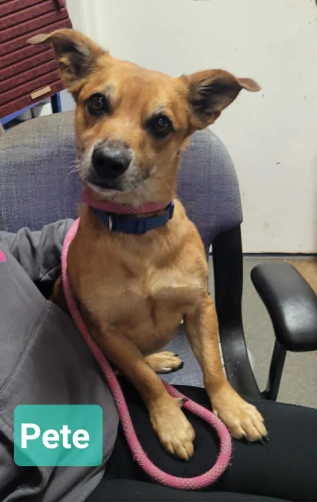 A young medium-sized male Chihuahua dog named Pete for adoption in Richmond, IN