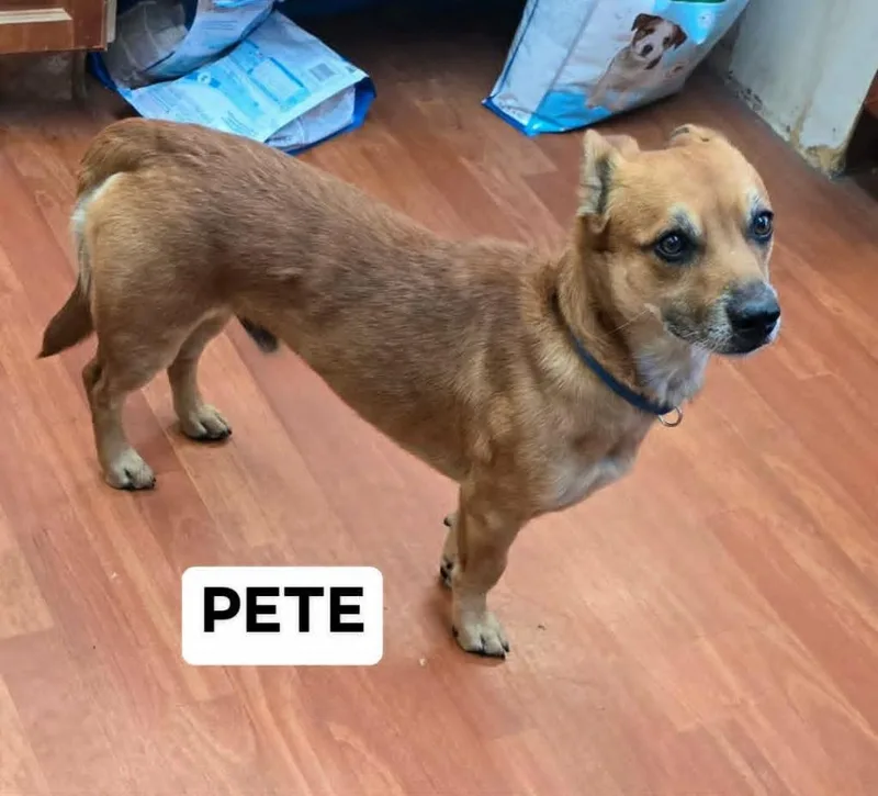 Pete thumbnail 2