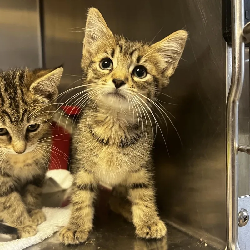 A baby small-sized male Brown / Chocolate Domestic Short Hair cat named Elijah for adoption in Harrisville, WV
