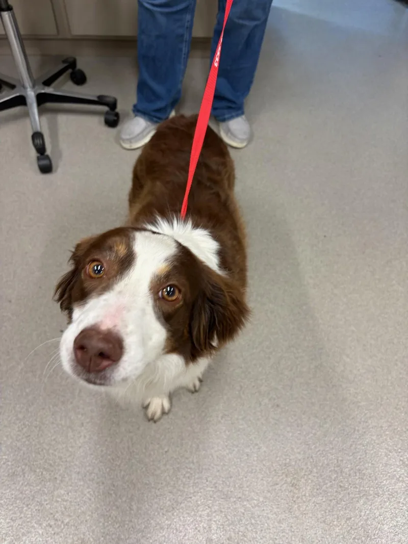 An adult medium-sized female Border Collie dog named Missy for adoption in Mattoon, IL