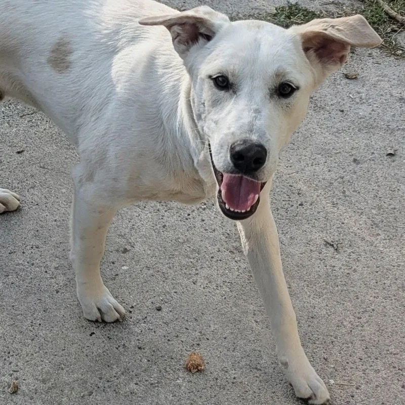 A young large-sized male White / Cream Terrier dog named Toby for adoption in CORPUS CHRISTI, TX