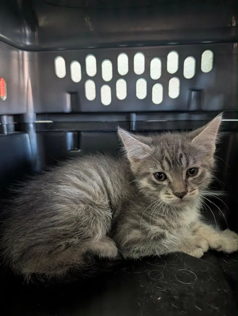 A baby medium-sized female Tabby cat named Zambezi for adoption in Grand Junction, CO