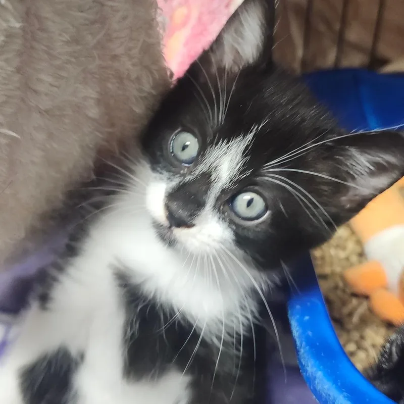 A baby small-sized male Black Domestic Short Hair cat named Waylon for adoption in Hamilton, GA