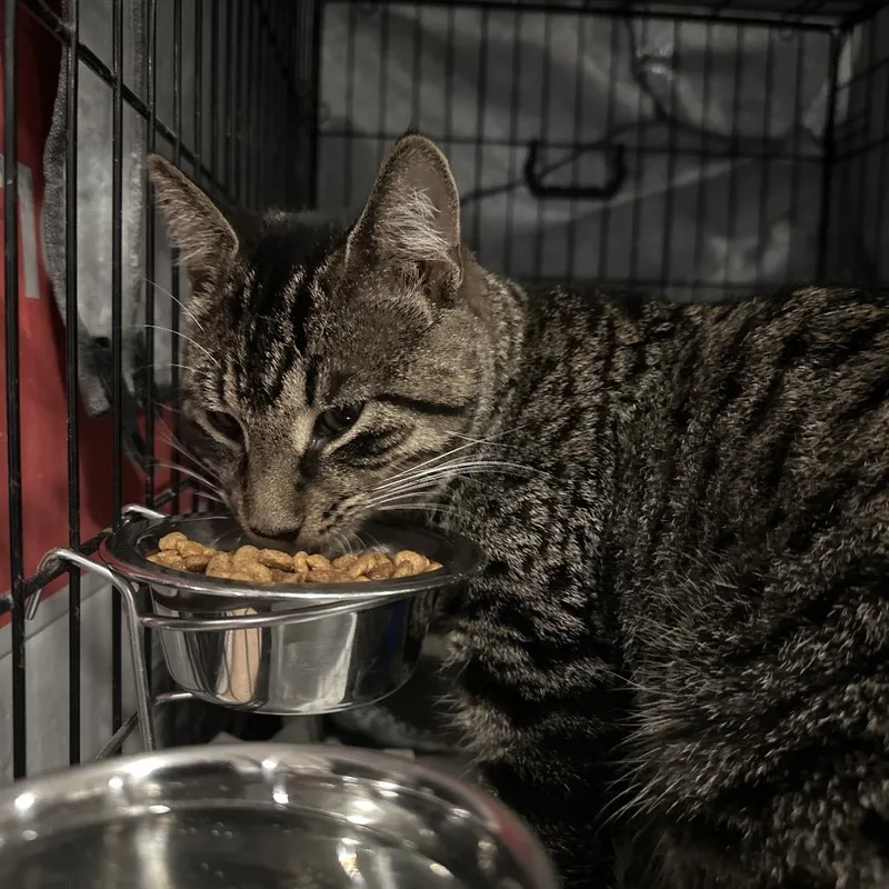 A young medium-sized male Brown / Chocolate Domestic Short Hair cat named Tucker for adoption in Middle Village, NY