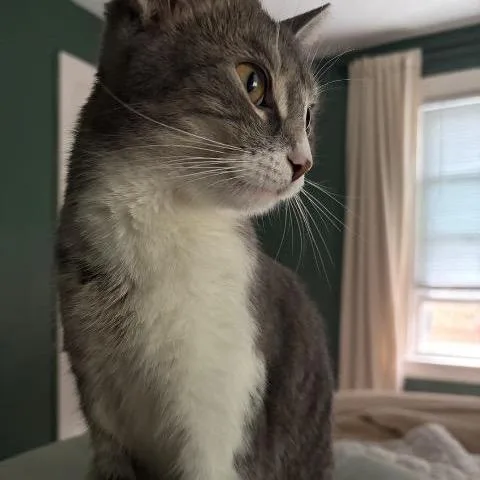 An adult medium-sized female Gray / Blue / Silver Domestic Short Hair cat named Gertrude for adoption in Cincinnati, OH