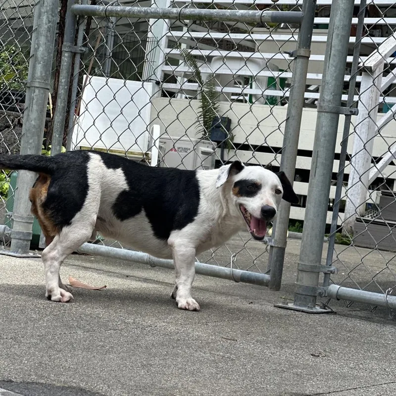 Snoopy: AIRStray