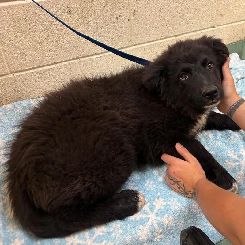 A young medium-sized male Black Mixed Breed dog named Calvin"DUSK" for adoption in Memphis, TN