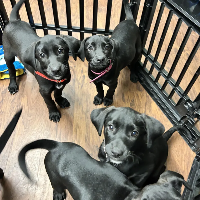 Puppies Male Female thumbnail 2