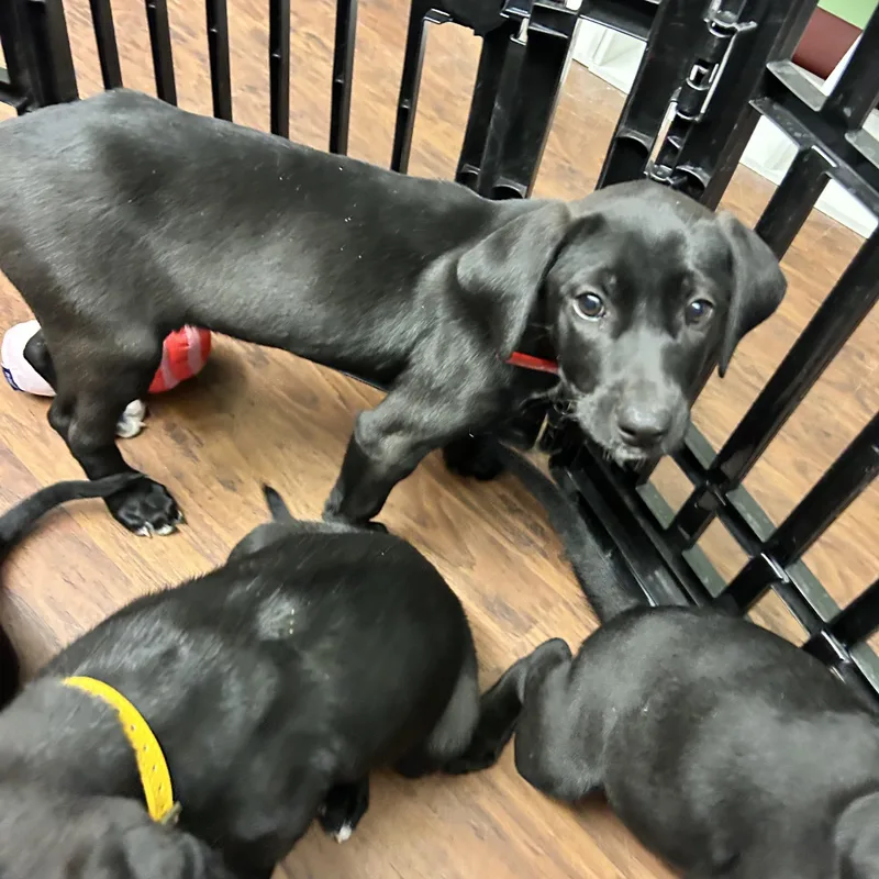 Puppies Male Female thumbnail 3