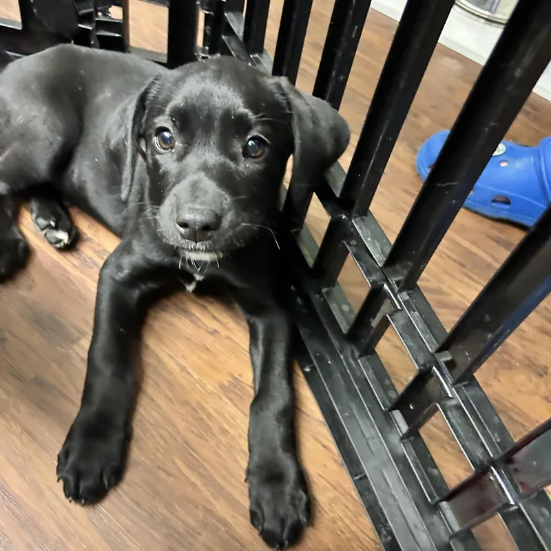 A young medium-sized female Black Labrador Retriever dog named Puppies Male Female for adoption in Howes Cave, NY