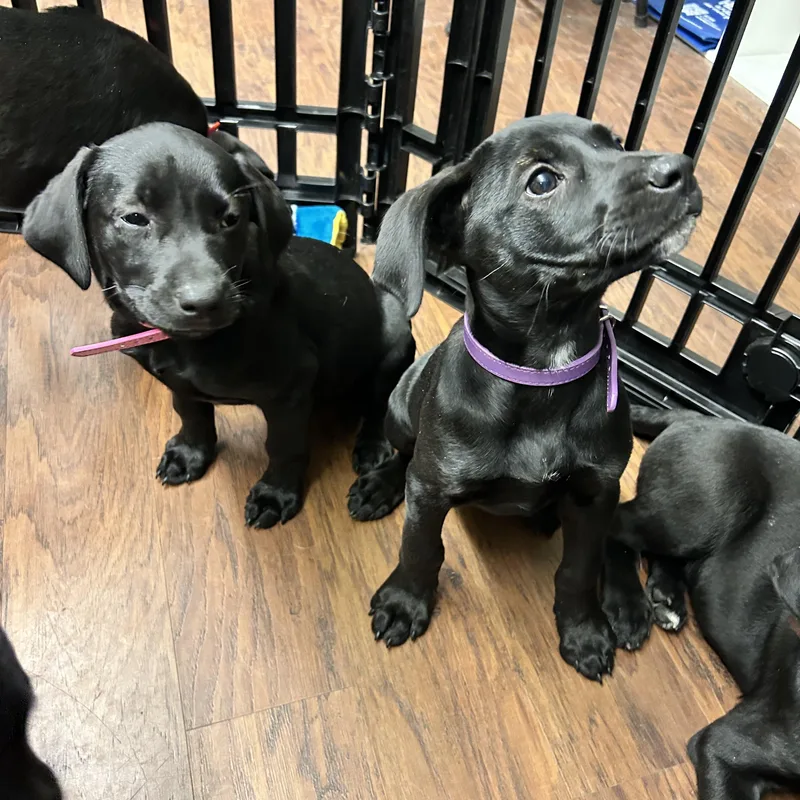 Puppies Male Female thumbnail 4