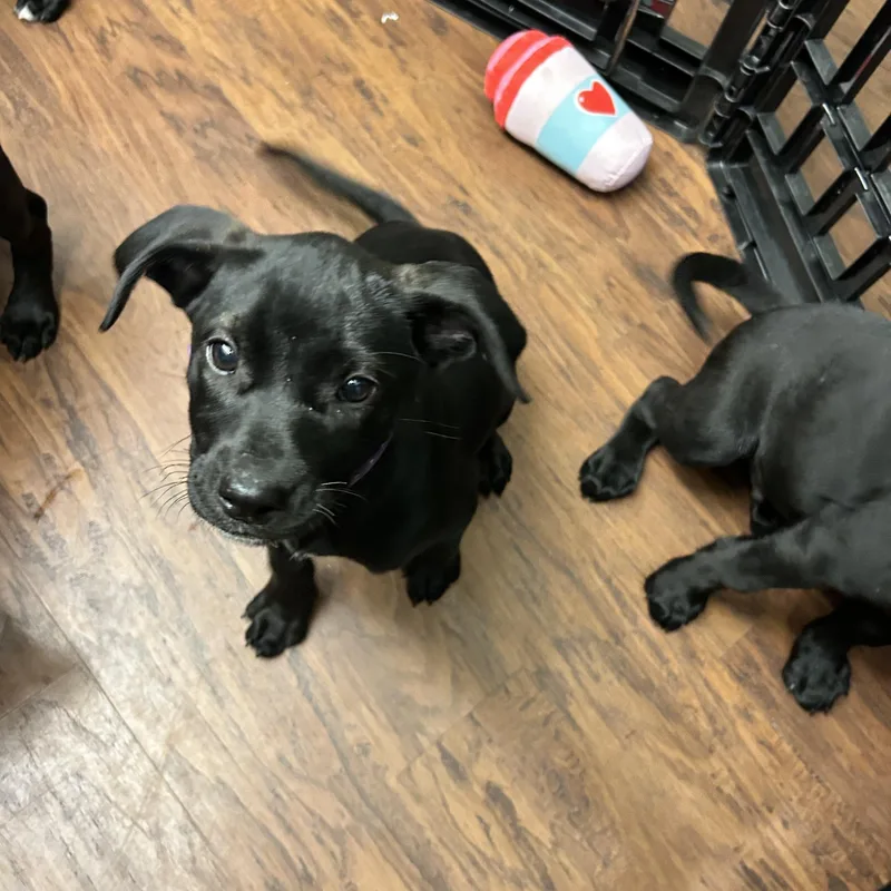 Puppies Male Female thumbnail 5