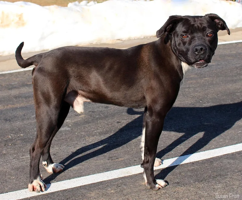 Dinosaur thumbnail 2