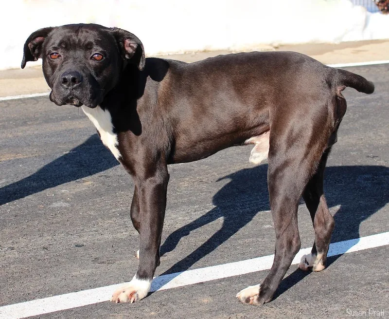 Dinosaur thumbnail 3