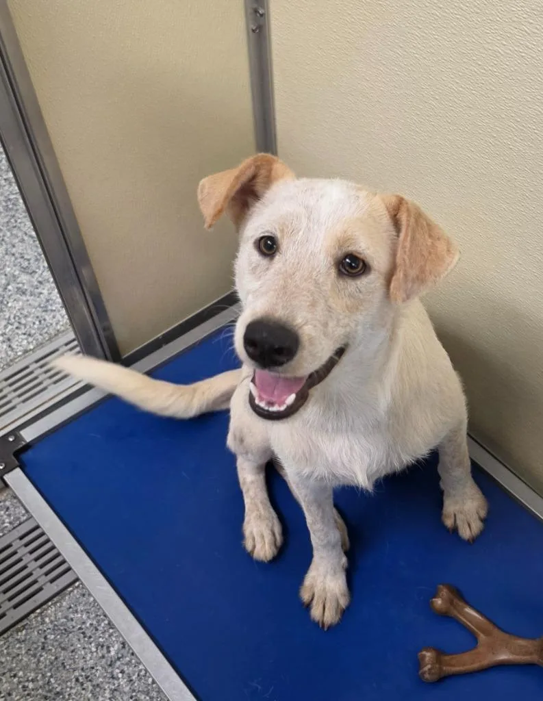 A baby medium-sized female Terrier dog named Haystack for adoption in Athens, TN