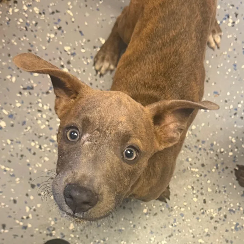 A baby small-sized male Brown / Chocolate Pit Bull Terrier dog named Clyde for adoption in Tuscaloosa, AL