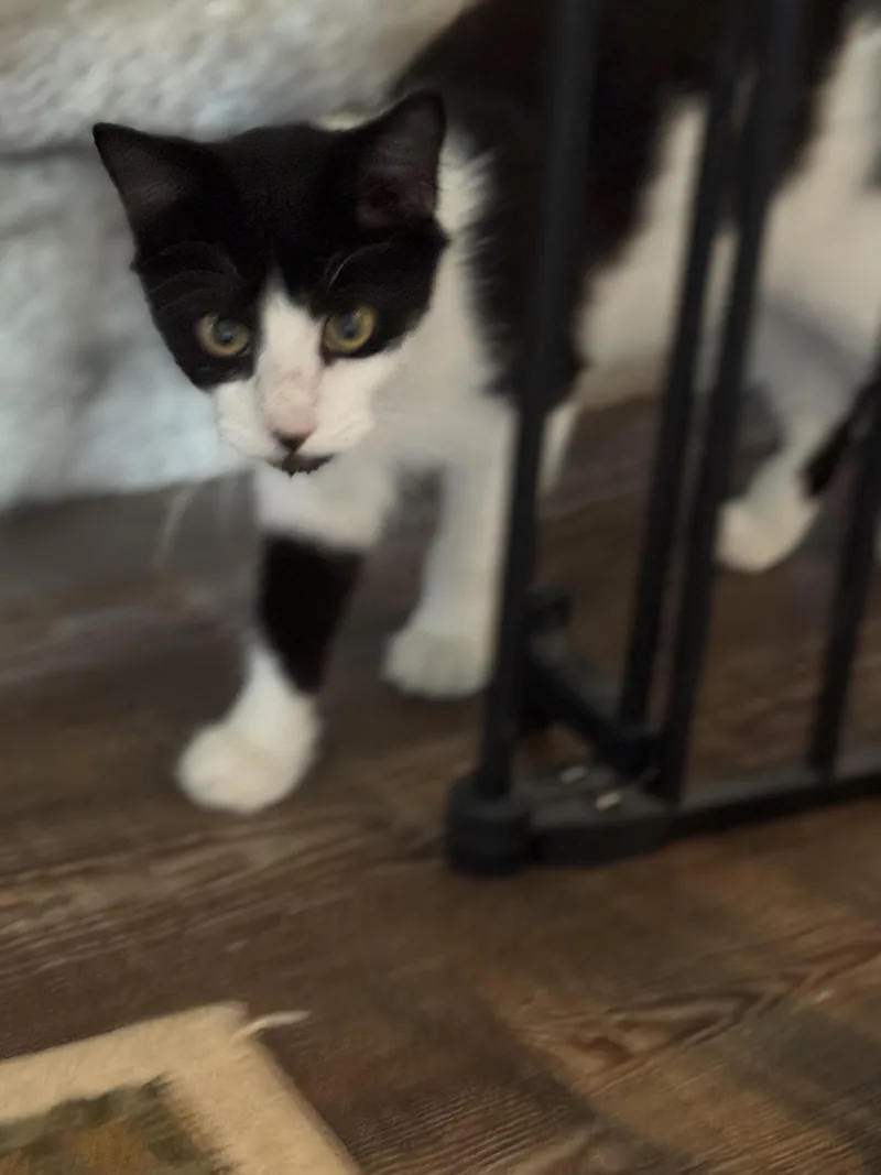 A young medium-sized female Domestic Medium Hair cat named Cookie for adoption in Wilmington, NC