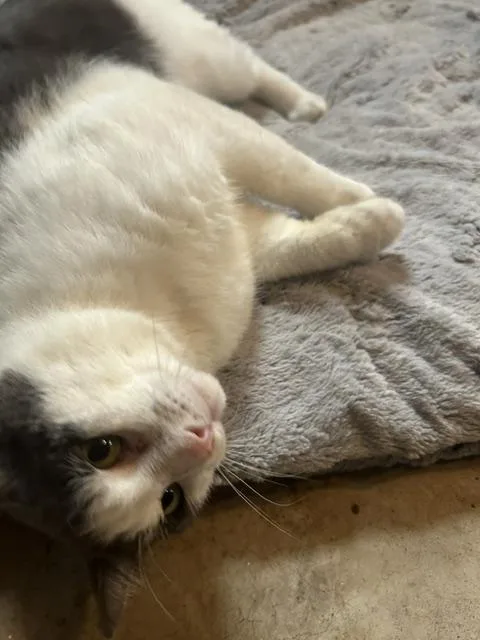 A young medium-sized male Gray & White Domestic Short Hair cat named Ghost for adoption in Philadelphia, PA