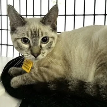 A baby medium-sized male Seal Point Siamese cat named Donovan Handsome & for adoption in Hoquiam, WA