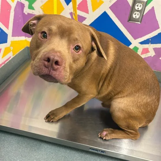 A young medium-sized male Pit Bull Terrier dog named Milo for adoption in Baytown, TX