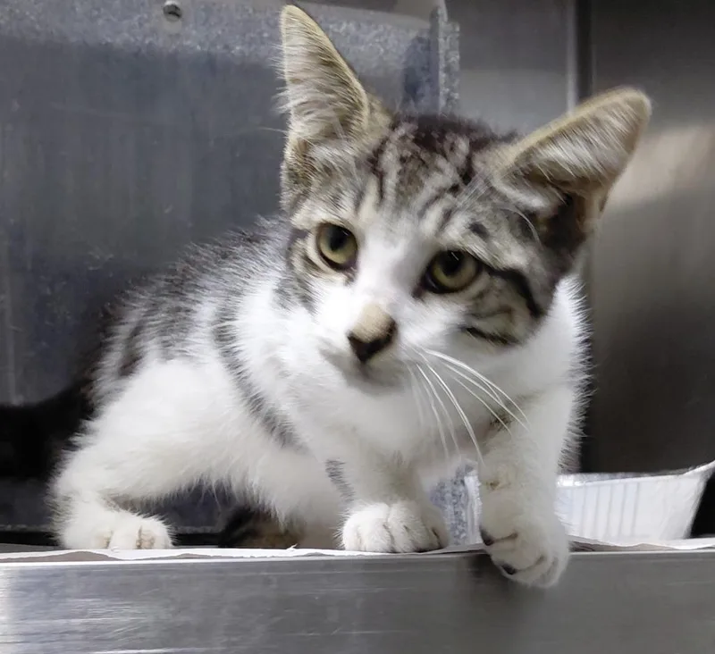A baby medium-sized male Domestic Short Hair cat named Lynn for adoption in Henderson, NC