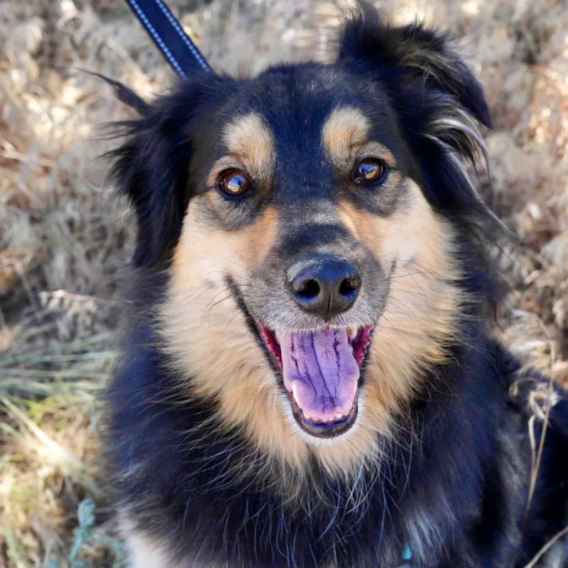 An adult medium-sized male Black Australian Shepherd dog named Henry for adoption in Pagosa Springs, CO