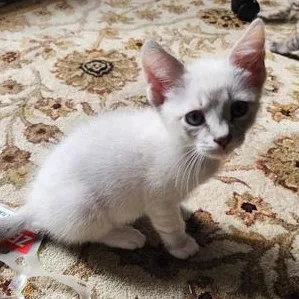 A baby medium-sized male Cream Point Siamese cat named Leo for adoption in Liverpool, TX