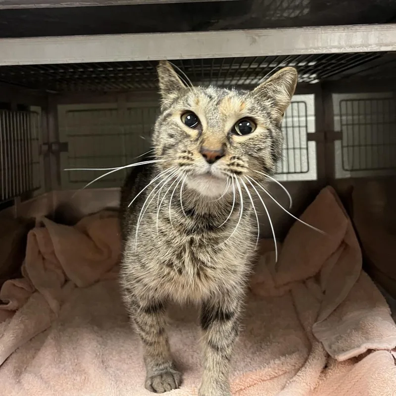 A young medium-sized female Brown / Chocolate Domestic Short Hair cat named Kelsey for adoption in Bristol, IN