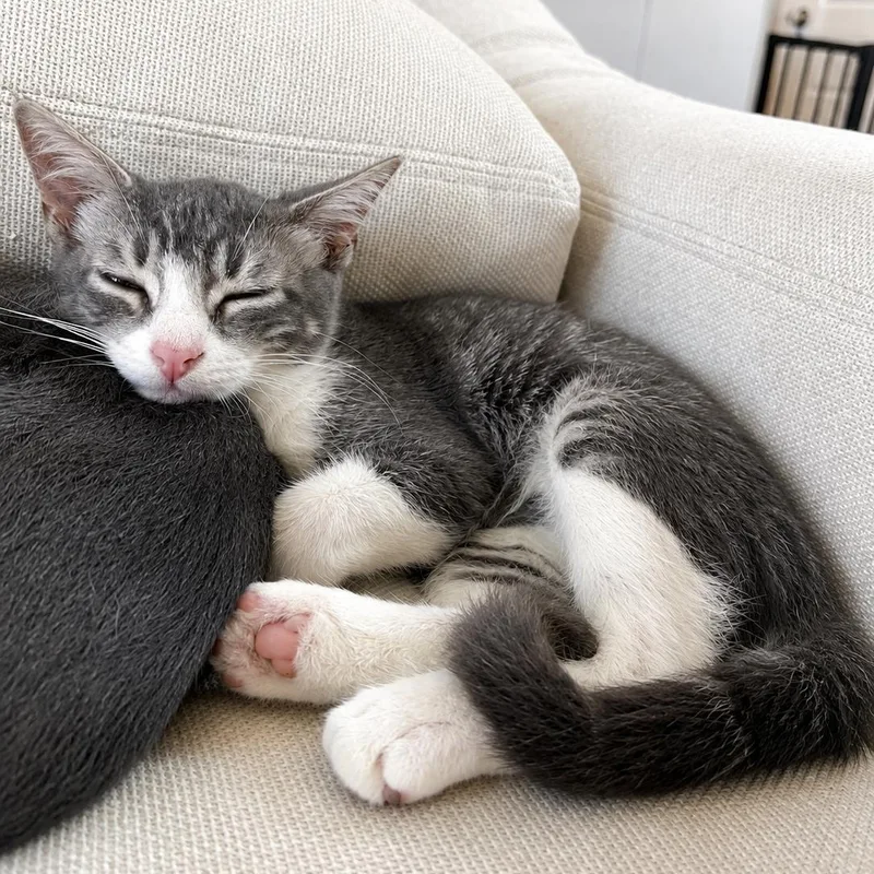 A baby medium-sized female Tabby (Gray / Blue / Silver) Domestic Short Hair cat named Koala Bear for adoption in Houston, TX