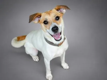 An adult medium-sized female Parson Russell Terrier dog named Dory for adoption in Bowling Green, KY