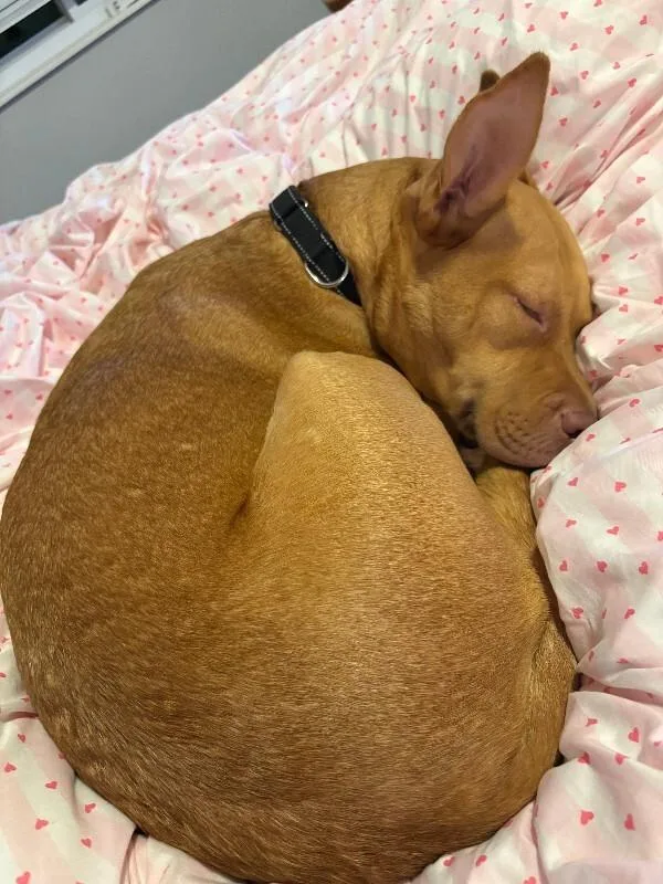 An adult large-sized female Yellow / Tan / Blond / Fawn Mixed Breed dog named Cheer for adoption in Cincinnati, OH