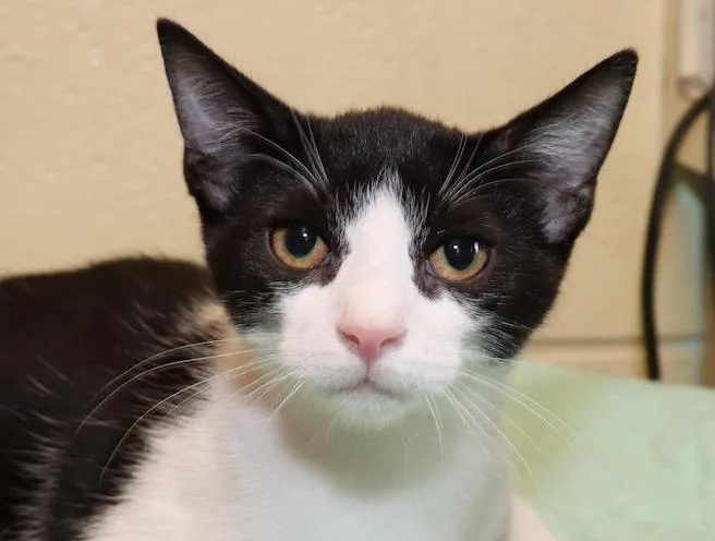 A baby medium-sized male Domestic Short Hair cat named Isaac for adoption in Euclid, OH