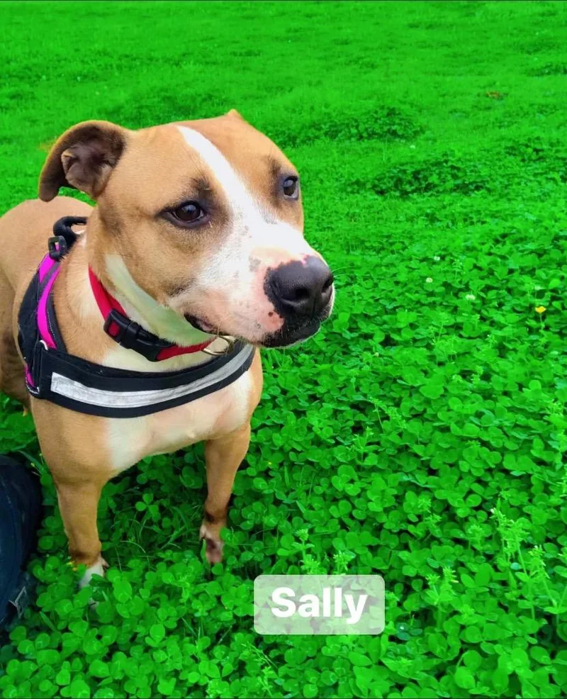 Sally thumbnail 2