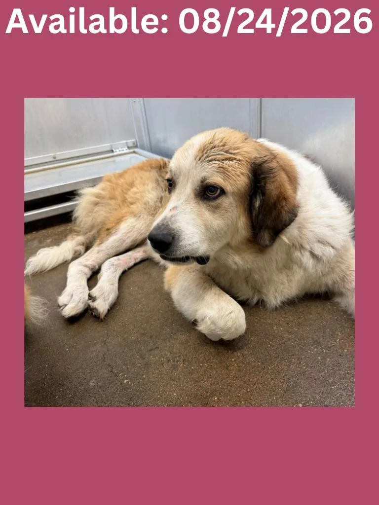 A young large-sized female Great Pyrenees dog named Dog Kennel Sasha for adoption in Greenville, TX