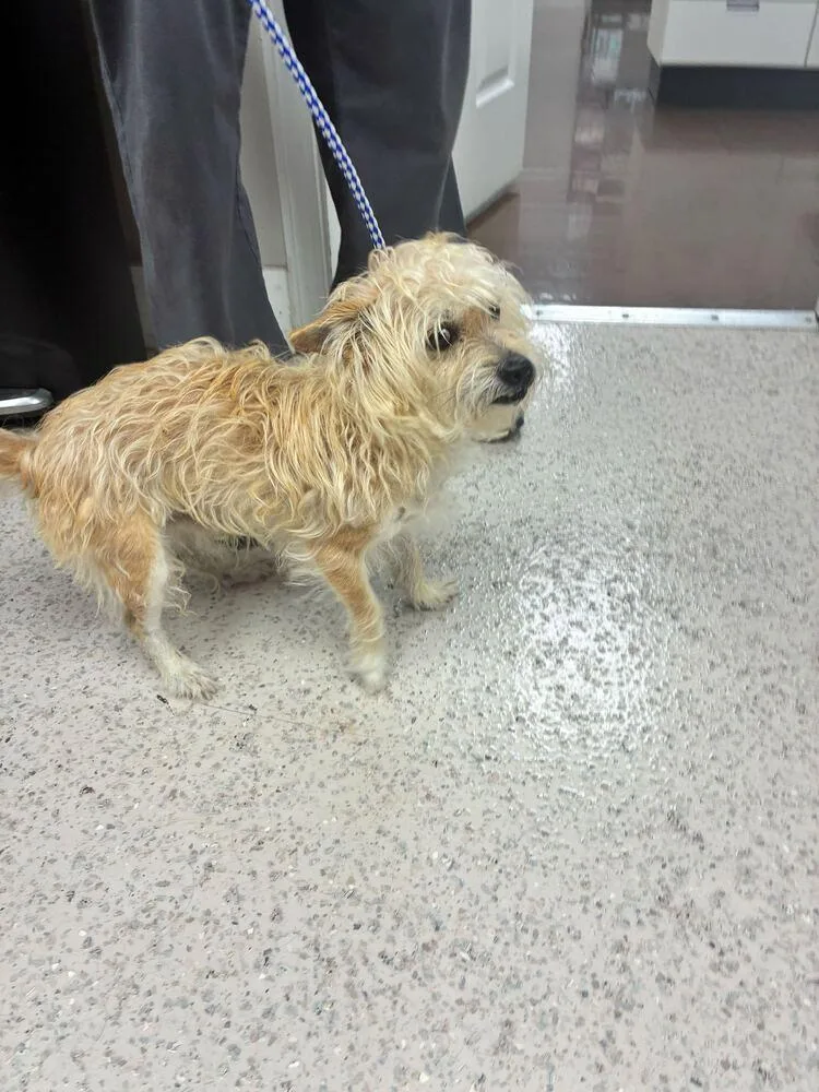 A young medium-sized male Terrier dog named Chorizo for adoption in Marietta, GA